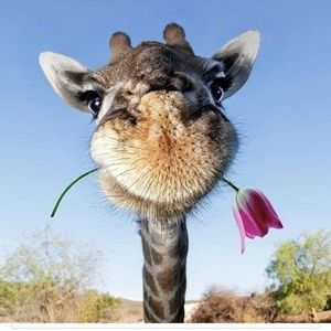 Meet your Posher, Jane